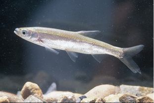 鲦鱼出游从容,是鱼之乐也翻译，鲦鱼的拼音