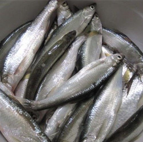 鲦怎么读 怎么读鲦