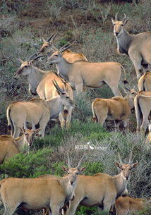 春天有什么动物 春天有哪些动物