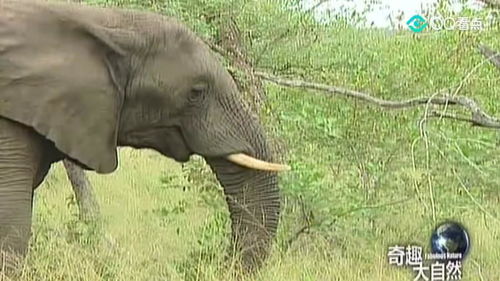 大象的鼻子有什么作用?