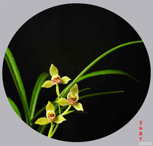 空谷幽兰啥意思