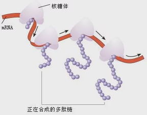有中心体的是什么细胞