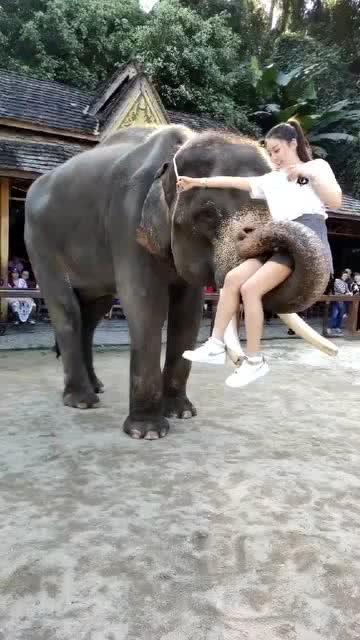 大象长着什么样的鼻子?