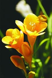 麦兰德盆底肌修复仪，麦兰德涂料多少钱一桶