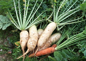 萝卜的英文如何翻译?