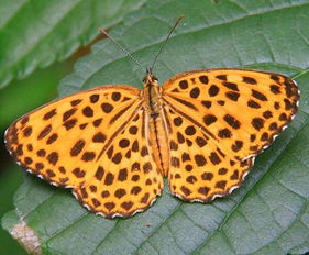 穿花蛱蝶的意思，蛱蝶的意思解释是什么