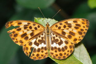 惟有蜻蜓蛱蝶飞,,,请问这句话中的,,蛱蹀,是什么意思