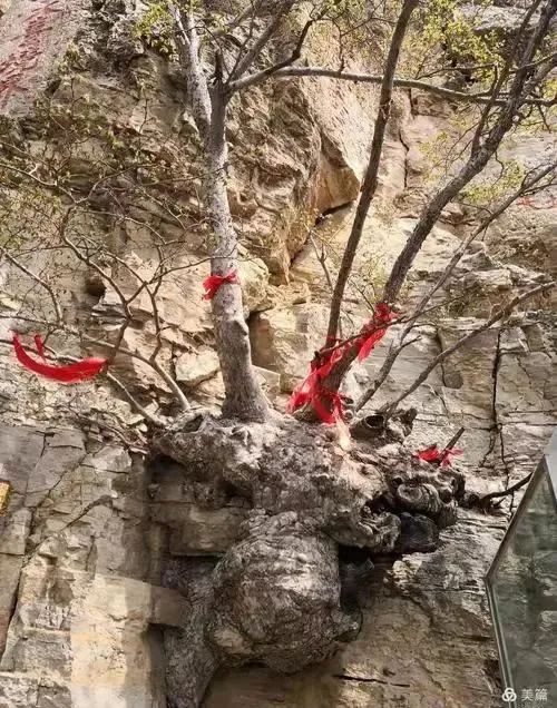 龙遥的人物简介