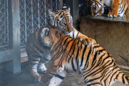 虎虎生威什么意思 虎虎生威指什么