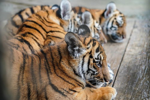 虎虎生威这个词是什么意思?