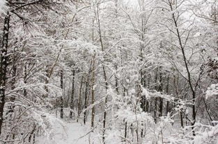 瑞雪兆丰年”的前一句(或后一句)是什么?