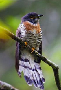 杜鹃鸟是什么动物