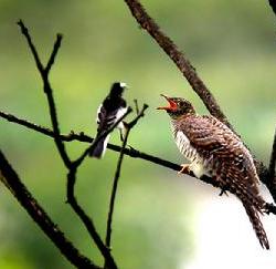 布谷鸟是什么鸟?