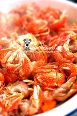 海螺里面有—种像虾—样的东西,前半身像虾,后半身是软体藏在海海螺里