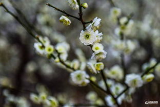 花不醉人人自醉的意思，花不醉人人自醉出自哪首诗