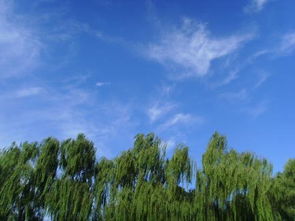 碧空如洗是什么意思?