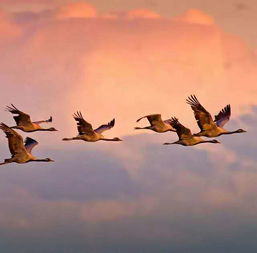 雁过拔毛的意思