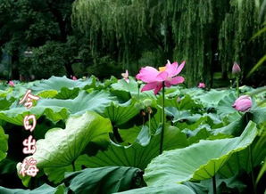 出梅什么意思，出梅 上海