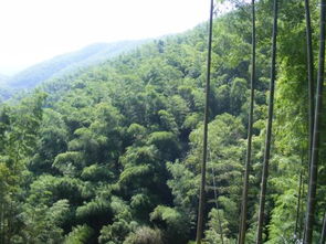 苍翠的解释苍翠的解释是什么