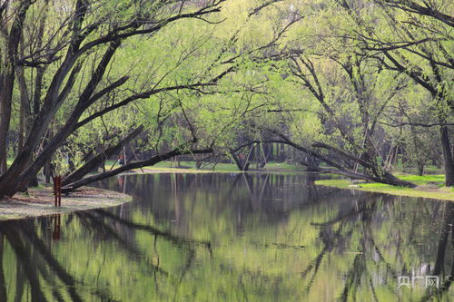 苍翠的意思，苍翠的拼音