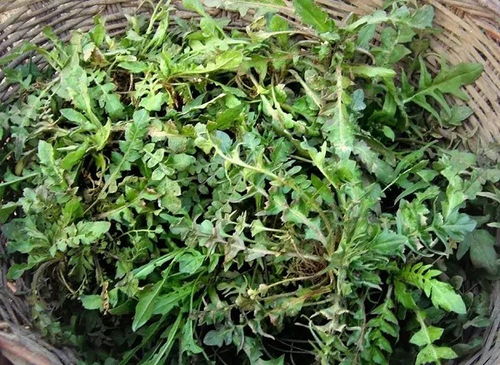 杂然而前陈者的而是什么意思