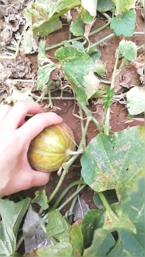 瓜熟成语是什么