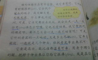 我的猫咪优秀作文