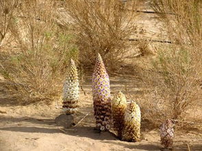 肉苁蓉，肉松蓉和肉苁蓉的区别