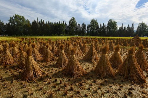 草垛的拼音是什么