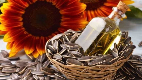 毛嗑是什么东西，毛嗑的作用与功效