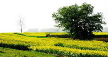 浠水天气预报30天准确 一个月，浠水天气预报一周7天查询