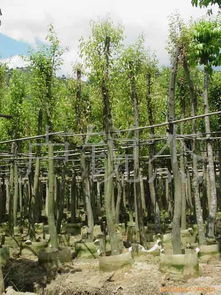 天竹和玉竹的区别