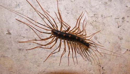 蚰蜒是什么意思