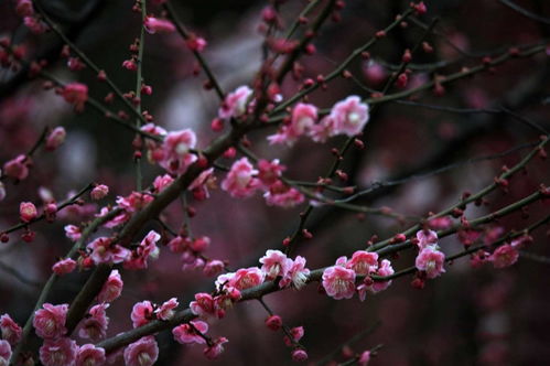 具有梅花精神的中国人有谁?