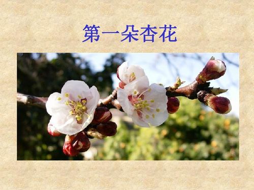 为什么第一朵杏花是在清明节开放