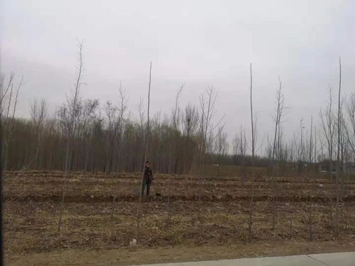 “四旁”植树是指村旁、路旁、水旁还有?