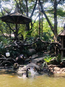 走马观花是什么意思