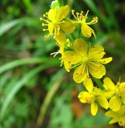 龙牙草的功效，龙牙草和仙鹤草一样吗