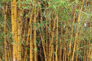 什么的竹竿填空四年级，什么竹竿填空 填动词