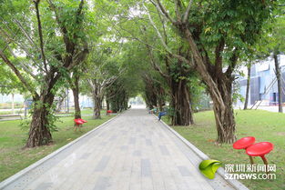 林荫大道什么意思