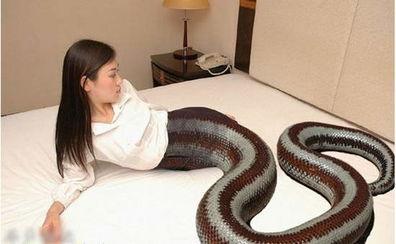 梦见一条美人蛇的预兆