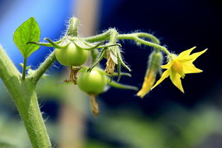 开花拼音怎么写，开花拼音怎么拼写声调