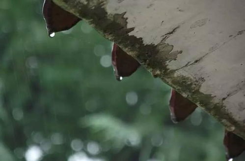 放下屠刀,立地成佛,是什么意思?