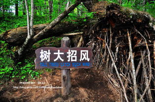 树大招风威尔，树大招风说唱