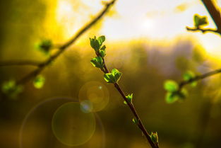 2011上海桃花节旅游指南[图片]