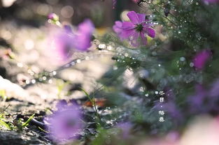 “一朵花开的时间”是什么意思