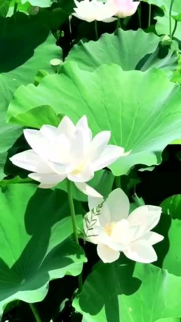 皎白的解释皎白的解释是什么