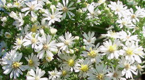 天地劫白菀五内加点