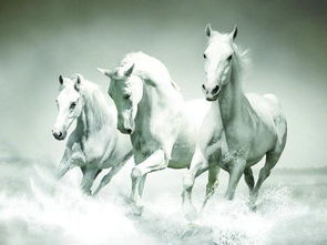 白驹过隙的意思解释，岁月荏苒,白驹过隙的意思