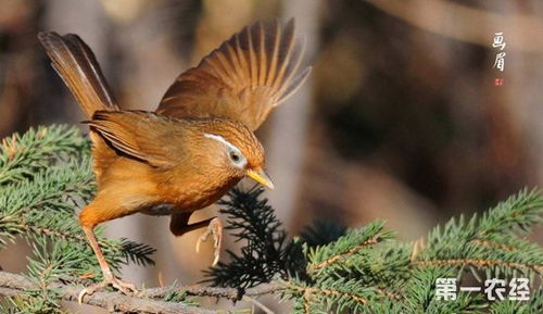画眉鸟主人就扇翅膀怎么回事
